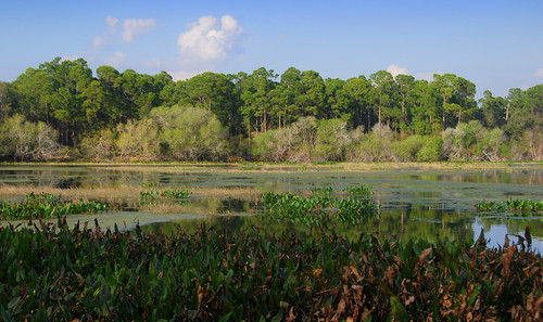 trees usa america port landscape pond florida charlotte north swamp northamerica fl ollies