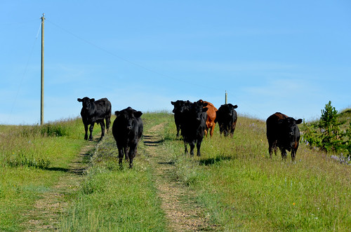 lane guardians cattle animal アルバータ州 alberta canada カナダ 7月 七月 文月 shichigatsu fumizuki bookmonth 2016 平成28年 summer july