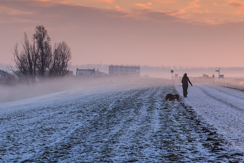morning winter dog mist snow cold netherlands dutch sunrise landscape sneeuw nederland hond flevoland 2012 landschap almere gooimeer almerehaven gooimeerdijk