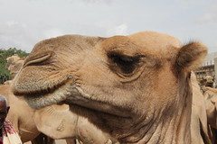 Camel Market (6)
