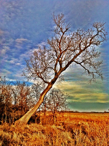 sky tree landscape kansas uploaded:by=flickrmobile flickriosapp:filter=nofilter iukaks