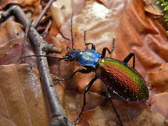 Ground Beetle (Carabus hispanus) female ... - Photo of Murat-sur-Vèbre