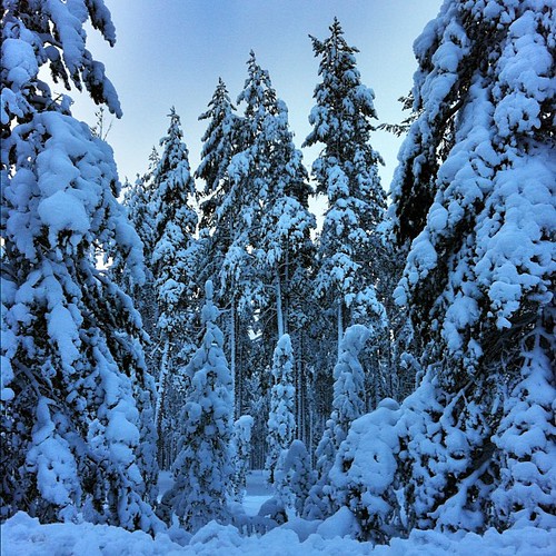 trees winter snow tree europe sweden swedish nofilter ig ornskoldsvik instagram uploaded:by=flickstagram igornskoldsvik instagram:photo=5442420836487313 instagram:venue_name=vc3a4stanc3a5 instagram:venue=7810398