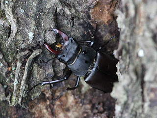 Stag beetle; Lucanus cervus