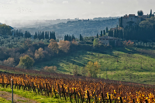 winter italy colors landscape vineyard italia tuscany chianti toscana lucignano inverno colori paesaggio vigneto 85mmf14 nikond700