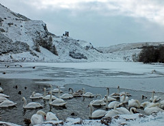 Swans in front of St Anthony's Chapel
