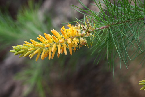 Pine-leaf Geebung - Persoonia pinifolia