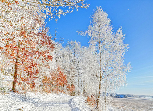 winter sky snow tree nature landscape frost sweden path country tistheseason photomix bessula magicunicornverybest rememberthatmomentlevel4 rememberthatmomentlevel1 rememberthatmomentlevel2 rememberthatmomentlevel3 besteverdigitalphotography