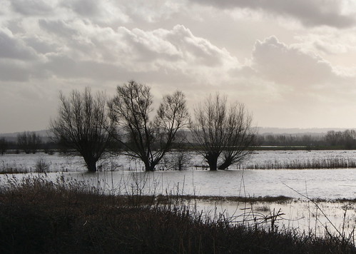 trees willows floods muchelney