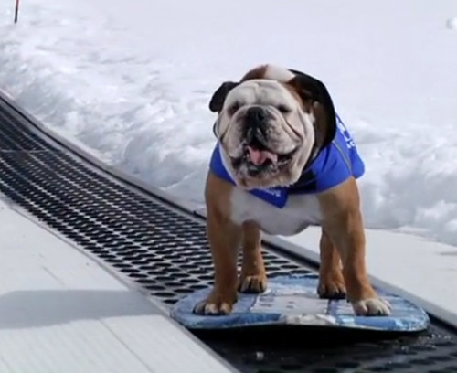 snowboard dog