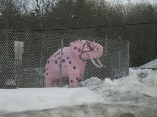 road pink winter usa snow elephant statue corner fence outside weird funny closed forsale view purple market absurd outdoor circus weekend farm famous newengland newhampshire grand down landmark nh plaster polka chainlink suit route spots cast tables destination farms law forever 28 bazaar fiberglass roadside grandview dots flea fleamarket derry attraction shut pinkelephant endofanera islandpond southmainstreet