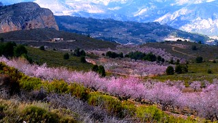 Sierra Aitana Cherry Blossom #dailyshoot #Spain