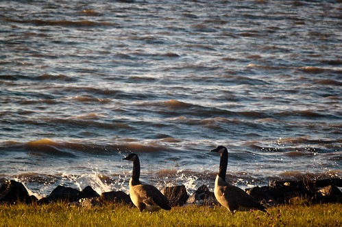 lake scott geese pentax m42 135 millwood steinheil k20d justpentax southwestarkansas pentaxart scottdunson