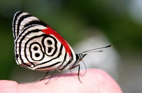 Anna's Eighty-eight butterfly