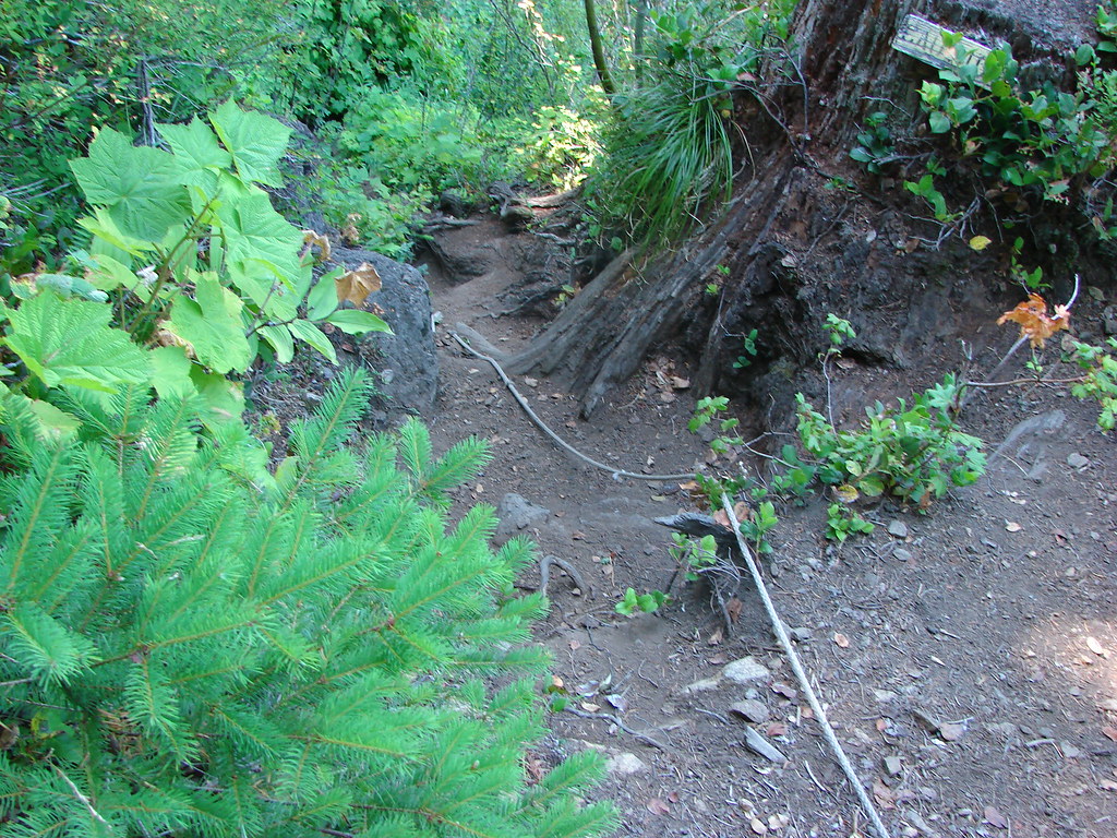 Kings Mountain Trail - rope section