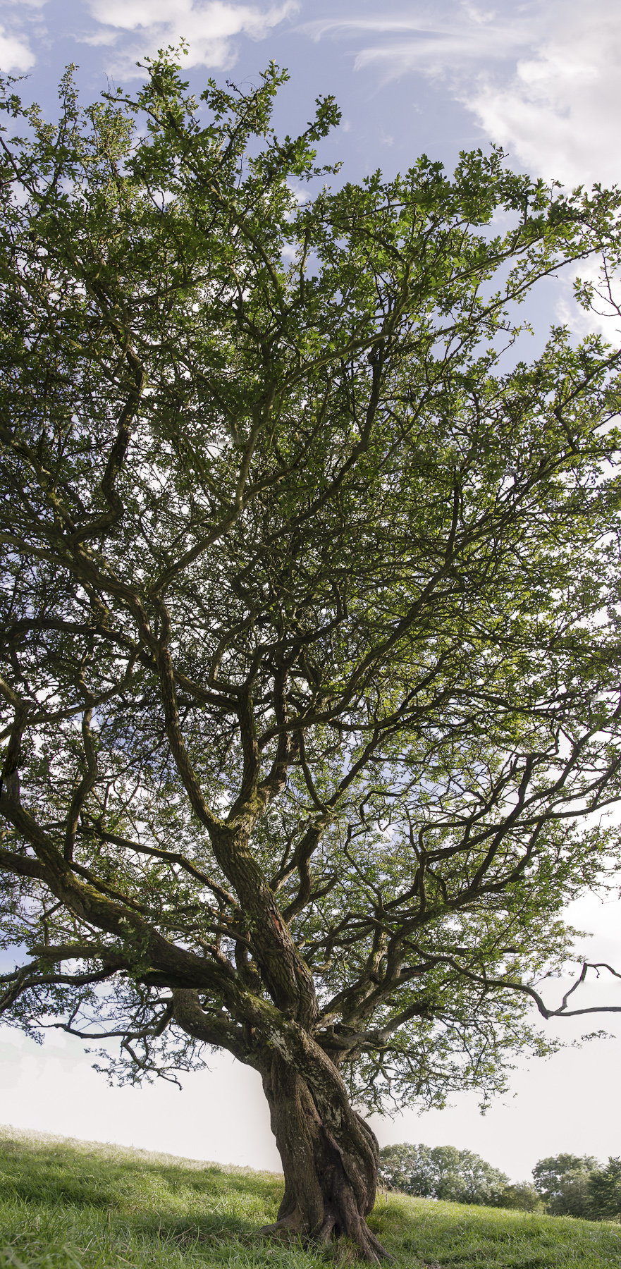 L'arbre à fée de Tara - Carnet de voyage en Irlande