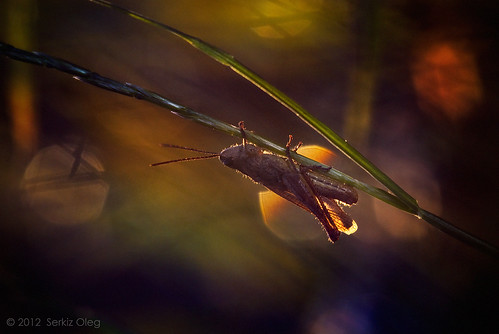 macro art nature digital bug insect naturallight ukraine grasshopper macrophotography chernivtsi nikond80 sigma150mmf28apomacro olegserkiz серкизолег