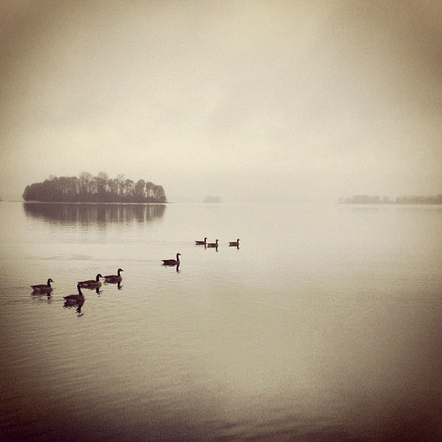 mist lake nature water beauty fog square landscape island geese peace view calm squareformat serenity lakenorman mytic earlybird iphoneography instagramapp uploaded:by=instagram foursquare:venue=4bee11402a7bb7136623cf9d