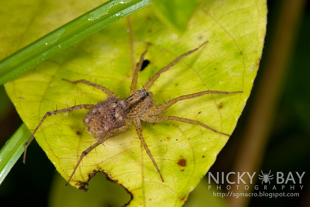 Wolf Spider (Lycosidae) - DSC_6155