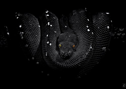 portrait bw green blackwhite nikon snake porträt sw python nikkor schwarzweiss schlange constrictor greentreepython 70300 colorkeying selectivecoloring würgeschlange d80 grünerbaumpython