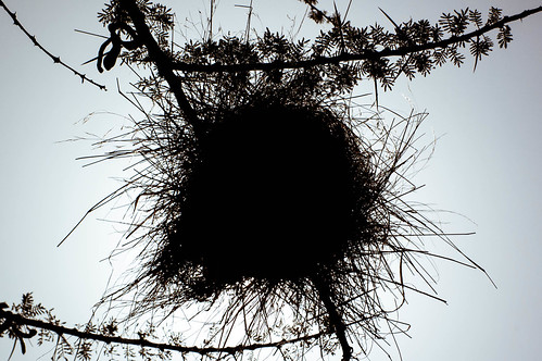africa sky bird nest kenya weaver meru lewa lewawildlifeconservancy