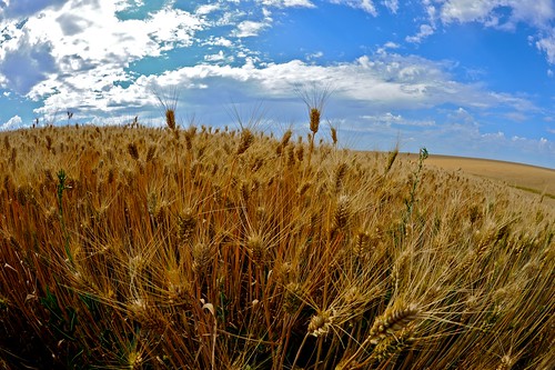 blue sky clouds washington spokane wheat