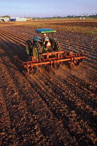 A stalk-puller attachment is drawn through this cotton test field near Weslaco, Texas, by U.S. Department of Agriculture (USDA) Agricultural Research Service (ARS) field technician Victor Valladares. USDA photo by Jack Dykinga.