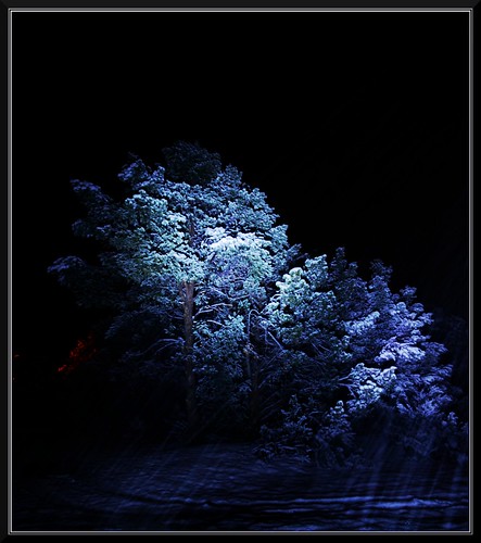 vegas wild vacation usa snow tree art nature night america landscape nikon nevada gimp photograph majestic geo anything hss photograghy geografics vegasbnr