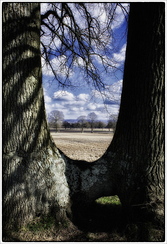 uk trees england sky nature field clouds rural sussex togetherness countryside oak twins flora nikon westsussex unitedkingdom britain framed wideangle bluesky farmland explore treetrunk together frame borden gb trunk 20mm joined oaktree southdowns englishcountryside midhurst britishcountryside inseparable conjoinedtwins rogate ruralengland explored milland newbarnfarm 20mmnikkor ruralsussex d700 trotton terwick nikond700 southdownsnationalpark fyning rondlewood daviddalley davidjdalley trottonmarsh bordenwood terwickcommon fyninghill littlemeads
