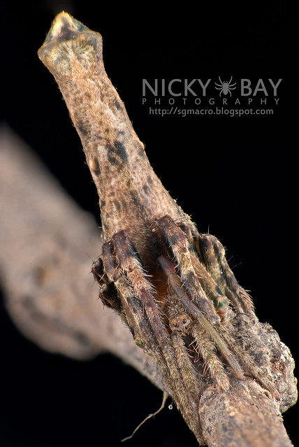 Tree Stump Orb Weaver Spider (Poltys elevatus) - DSC_9409