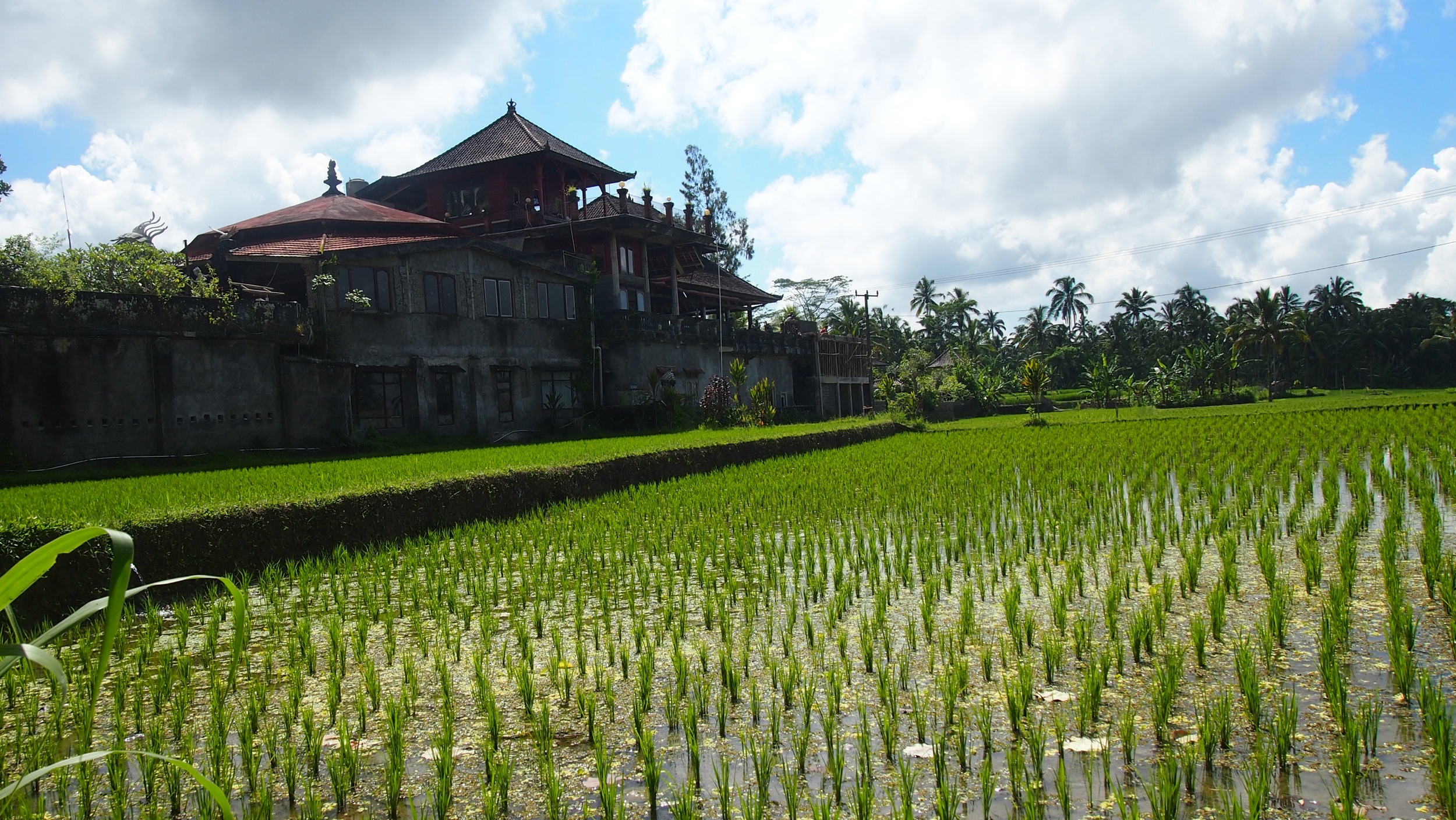 Getting lost in the rice paddies of Tegalalang