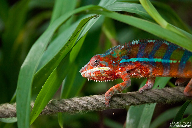 Rainbow Chameleon | Flickr - Photo Sharing!