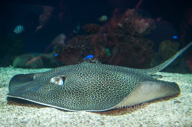 Leopard Whipray