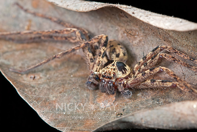 Huntsman Spider (Sparassidae) - DSC_9368