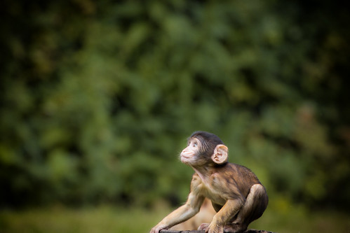 greatphotographers hodenhagen serengetipark berberaffe ape primaten primate macacasylvanus barbarymacaque zoo tierpark freigehege outdoorenclosure