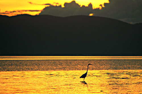 sunset mexico jalisco egret ajijic lakechapala