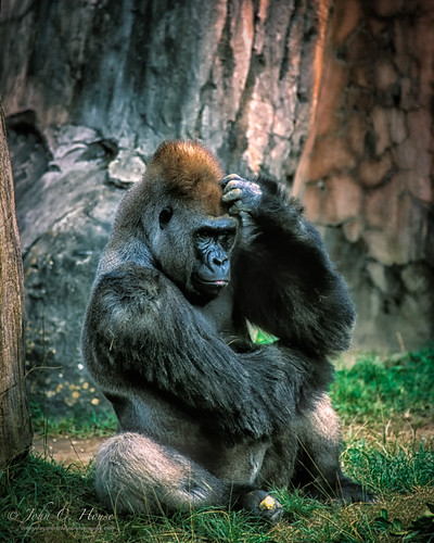 animals zoo nikon gorilla neworleans nik n90s everydaymiracles johnchouse