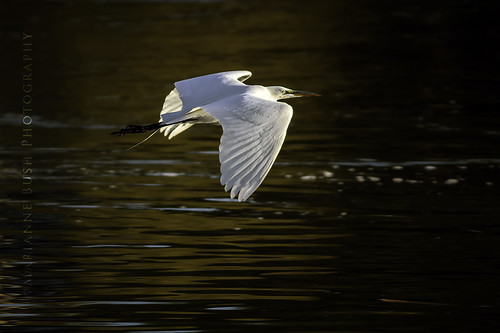 oregon sunrise egret greategret ardeaalba klamathfalls