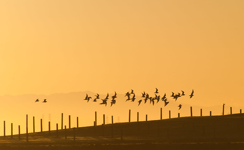 california park nature birds sunrise flock uncool preserve daw baylands sfist byxbee baylandsnaturepreserve cool5 cool6 uncool2 uncool8 uncool3 uncool4 uncool5 uncool6 uncool7
