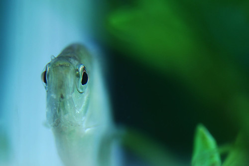 pet fish green canon aquarium march illinois eyes tank hobby 100mm stare staring fisheyes duquoin blackskirttetra 2013 fishkeeping 5dmarkii 3652013 031913