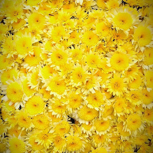above nottingham orange sun flower love yellow easter square spring high intense md day pattern looking view bright farmers market farm vibrant first maryland sunny down center baltimore symmetry squareformat balance bouquet farmer lovely middle overhead centered downward iphoneography instagramapp uploaded:by=instagram foursquare:venue=4c04011b0d0e0f477f57039a