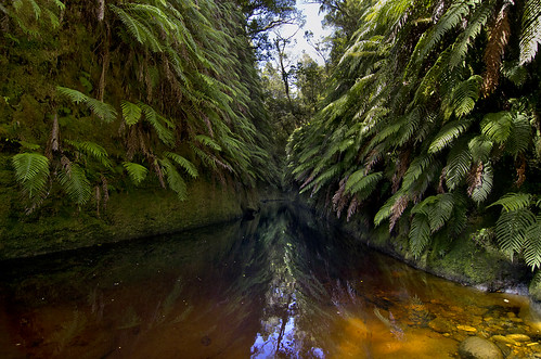 newzealand water creek forest river bush stream native canyon nz limestone ravine ferns karst westcoast paparoa wagoncreek tiropahi newzealandgeographic nzgeographic waggoncreek