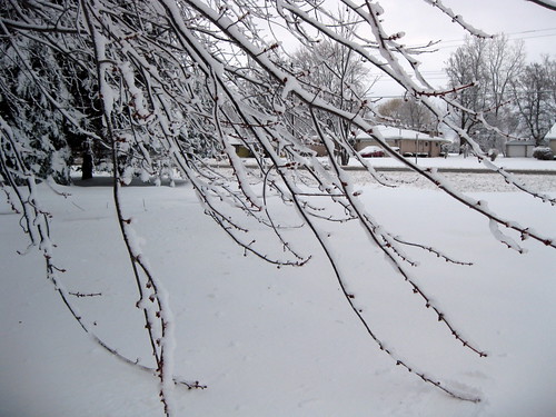 winter white snow tree maple