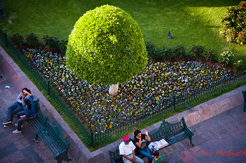 travel vacation mexico flowerbed leon parkbench parkbenches shapedtree leonmexico leon1211 plazaprincipalleon indianlaureltree trimmedindianlaureltree cornerflowerbed