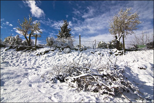 trees españa naturaleza white snow blanco nature canon landscape andalucía spain árboles nieve paisaje arbres granada neige paysage espagne blanc ogíjares