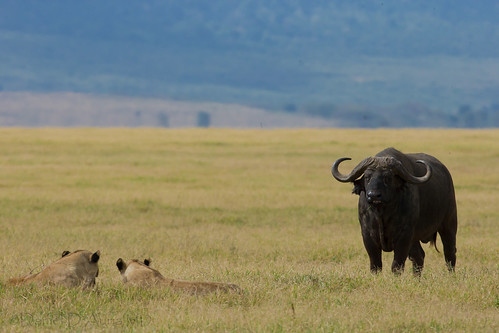 buffalo lions felines capebuffalo photoofthedaynwf12 africanlionspantheraleosynceruscaffermammalswildlifenaturethehuntngorongorocratertanzaniaafricadanieldauriamdchildrenswildlifebooksbydanieldauriamddrdadbookscommarch2013