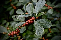 Leaves fall in late October, red berries through winter on females
