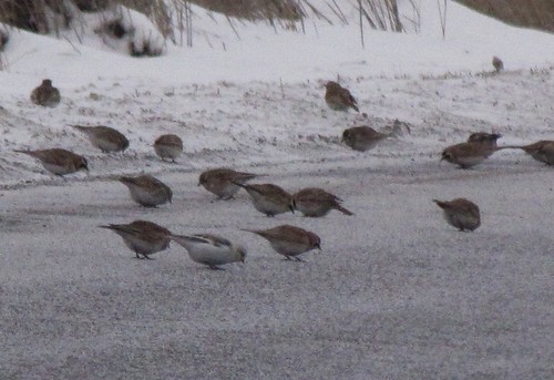 birds aves utah passerines plectrophenax snowbunting nivalis plectrophenaxnivalis