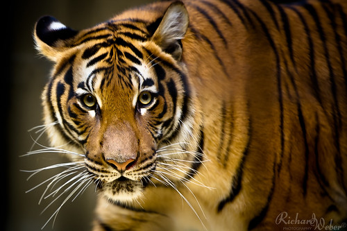 TigerMan.. by Rizzoweb