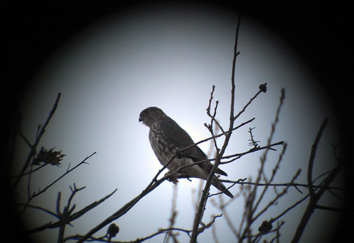 merlin falcon birdsofprey becker tombecker gibsoncounty caneridge